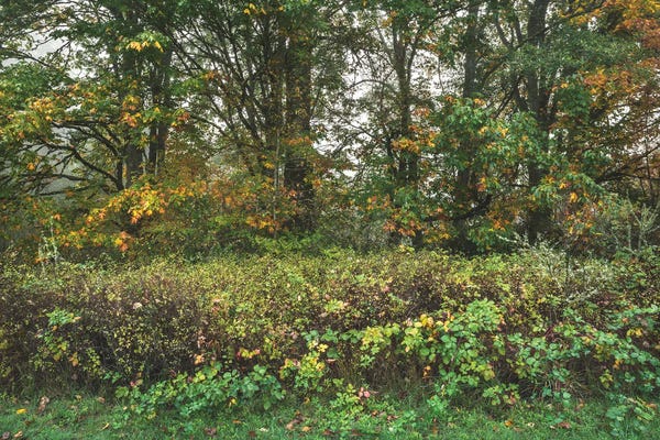 Louis Ruth: Enchanted By Fall by Louis Ruth