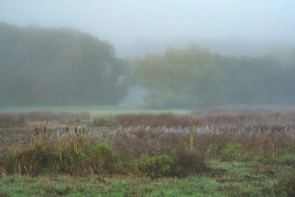 Louis Ruth: Foggy Canopy by Louis Ruth