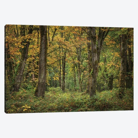 Whispers Of Fall II Canvas Print #LRH747} by Louis Ruth Canvas Print
