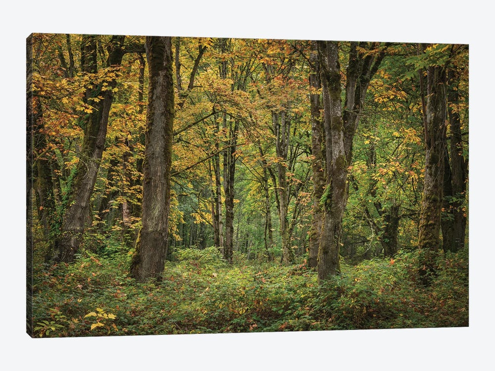 Whispers Of Fall II by Louis Ruth 1-piece Canvas Artwork