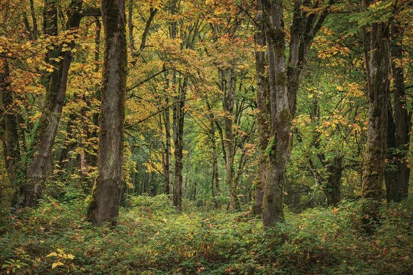 Louis Ruth: Whispers Of Fall II by Louis Ruth