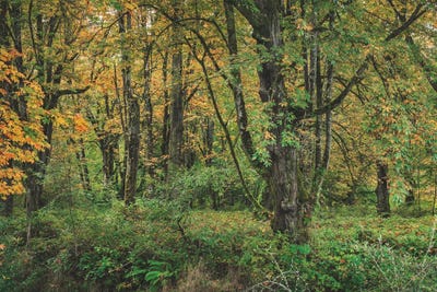 A Festival Of Colors by Louis Ruth framed canvas print