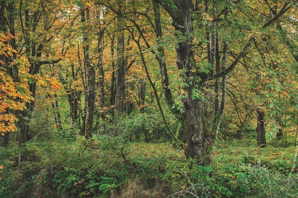 Louis Ruth: A Festival Of Colors by Louis Ruth