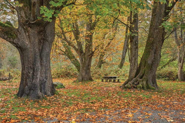 Falling Leaves And Picnic Dreams