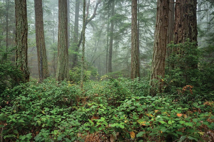 A Misty Woodland Serenade