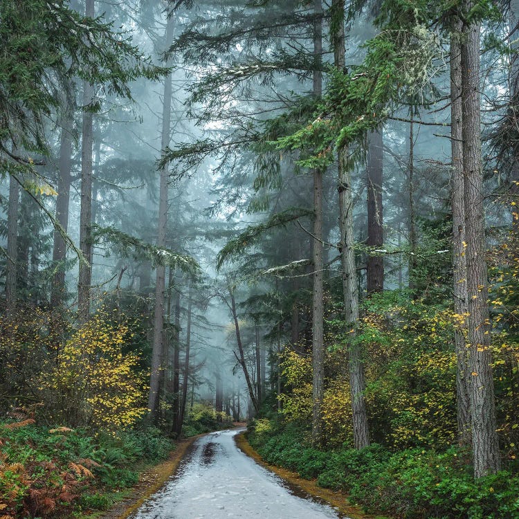 Bathed In Foggy Blue