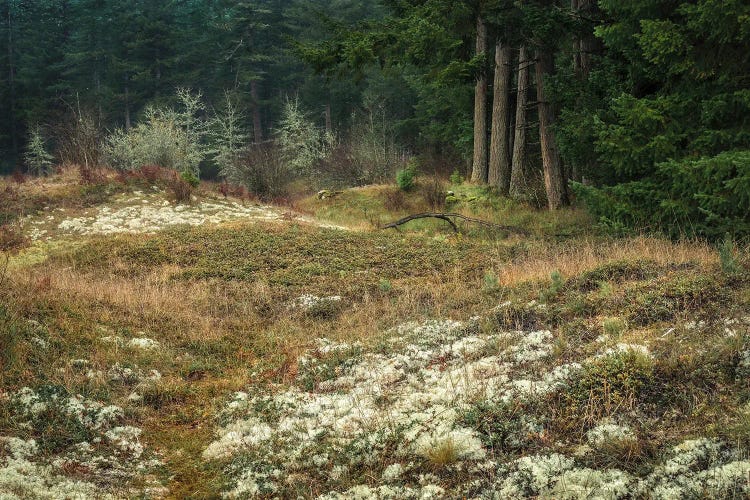 Lichen Lullaby