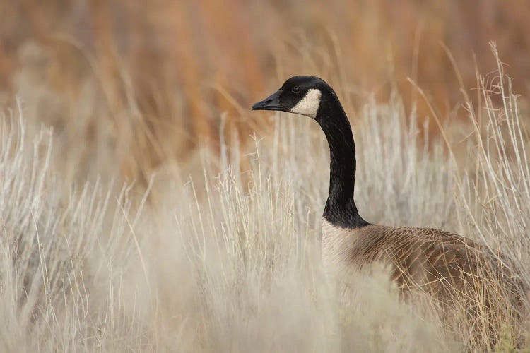 Peek-A-Boo Goose