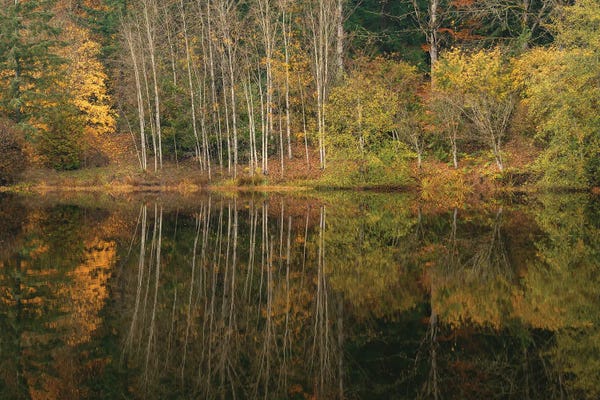 Louis Ruth: Echoes Of Fall by Louis Ruth