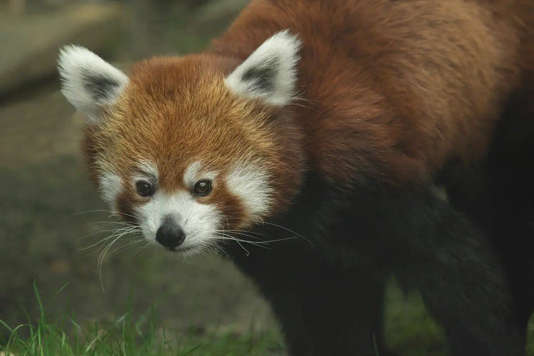 Red Panda