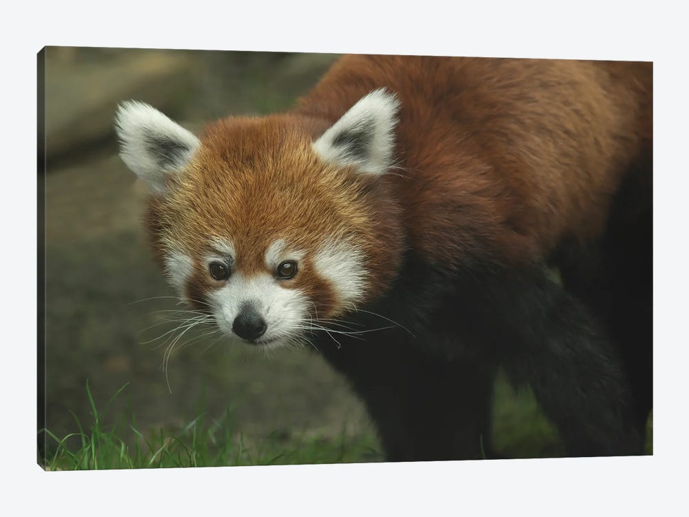 Red Panda by Louis Ruth 1-piece Canvas Print