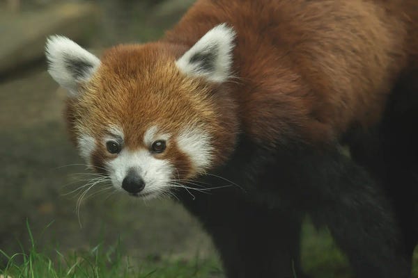 Red Panda