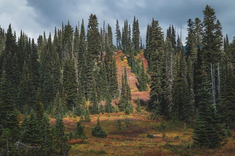 Amber Awakening by Louis Ruth wall art