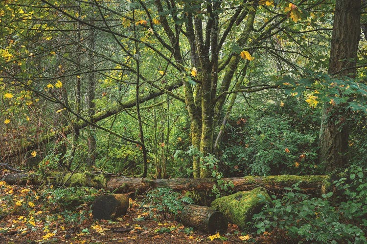 Enchanted Whispers Of Fall