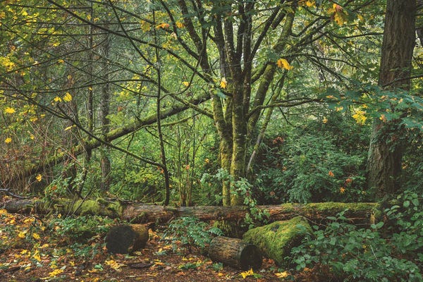 Louis Ruth: Enchanted Whispers Of Fall by Louis Ruth