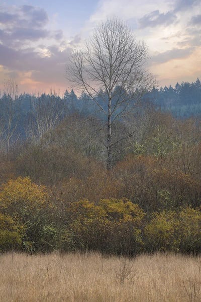 Solitary Splendor