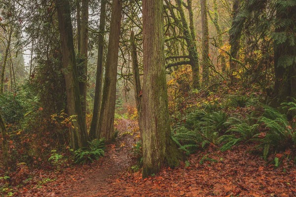 Louis Ruth: A Fairytale Like Forest by Louis Ruth