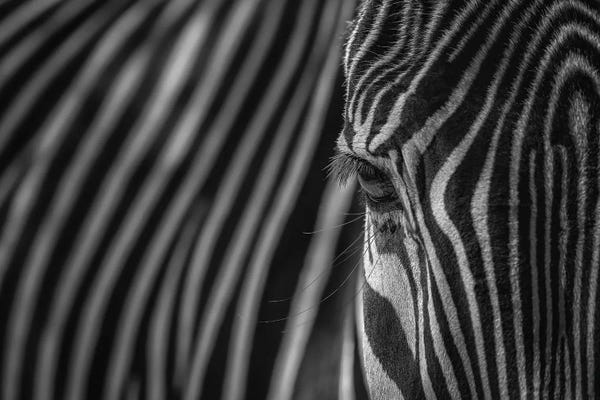 Zebras: Simple Pattern-Camouflage Black And White by Louis Ruth