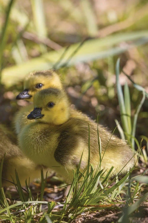 So Cute Gosling