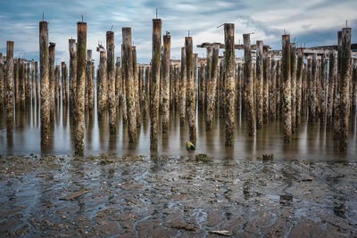 Still Standing by Louis Ruth canvas print