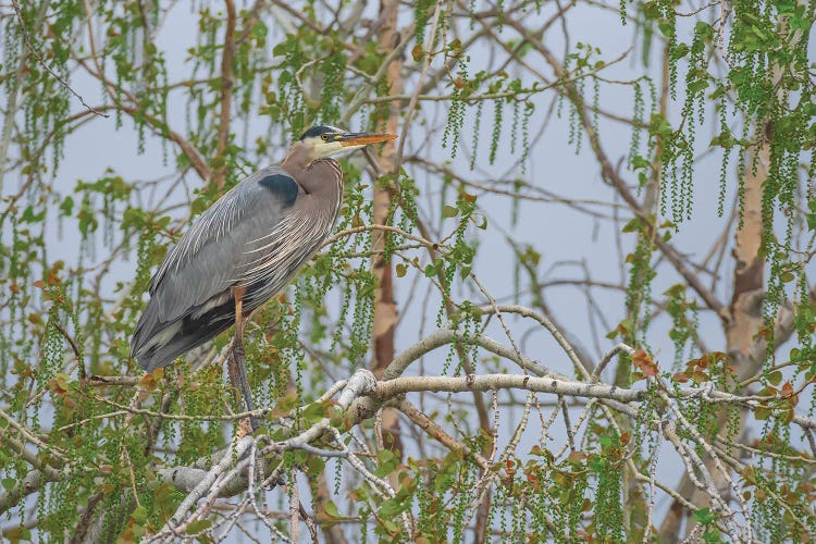 Ardea Herodias