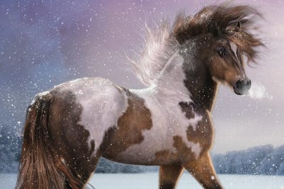 Winters Heart by Laurie Prindle metal wall art