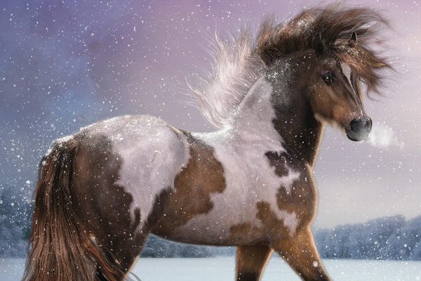 Animal Illustrations: Winters Heart by Laurie Prindle