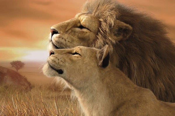 Lions: A Tender Moment by Laurie Prindle