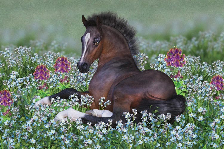 Foal And Flowers