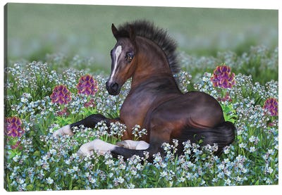 Foal And Flowers Canvas Art Print - Laurie Prindle