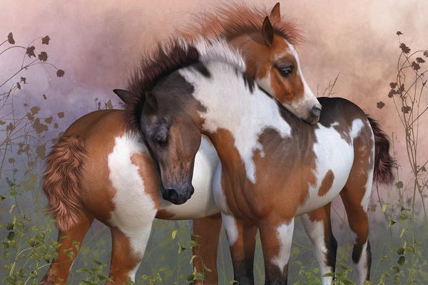 Animal Illustrations