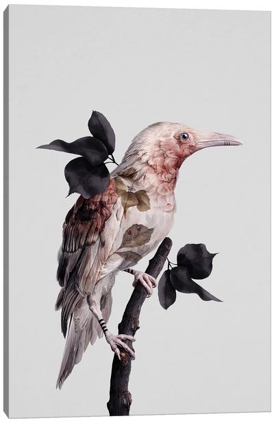 Nevermore Canvas Art Print - Raven Art