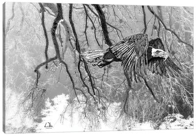 Forest Eagle Canvas Art Print - Doug LaRue