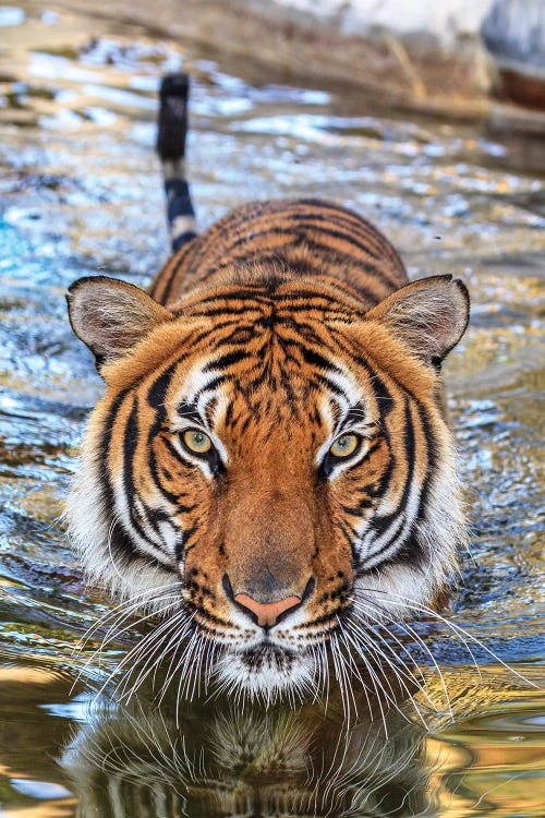 A Threatening Malayan Tiger.