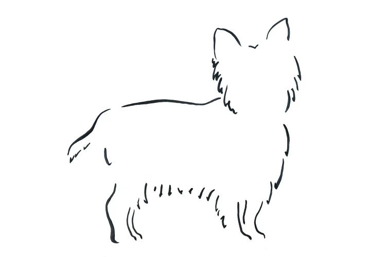 Short Haired Yorkshire Terrier