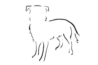 Border Collie Front by Lesley Bishop acrylic art print