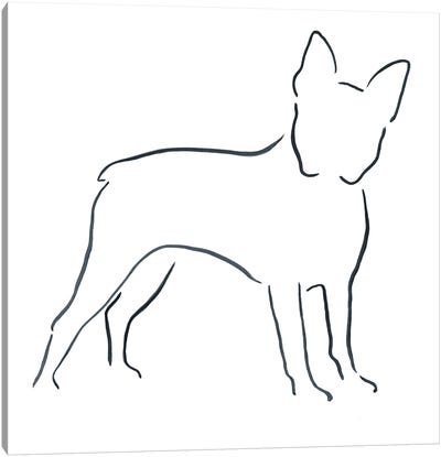 Boston Terrier Canvas Art Print - Lesley Bishop