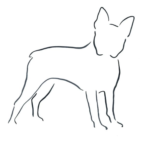 Lesley Bishop: Boston Terrier by Lesley Bishop