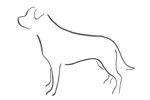 Lesley Bishop: Rottweiler by Lesley Bishop