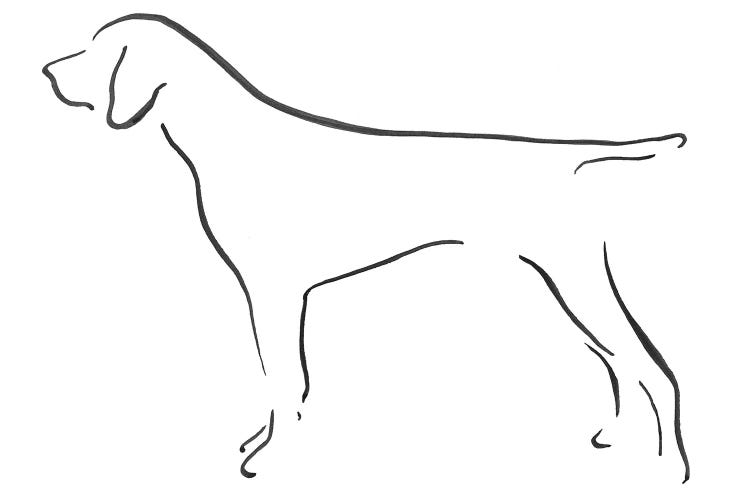 German Shorthaired Pointer Side