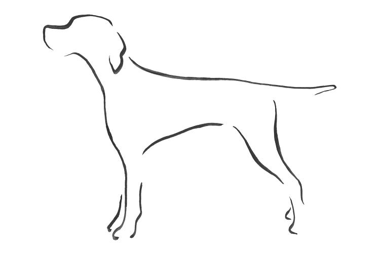 English Pointer With Straight Tail