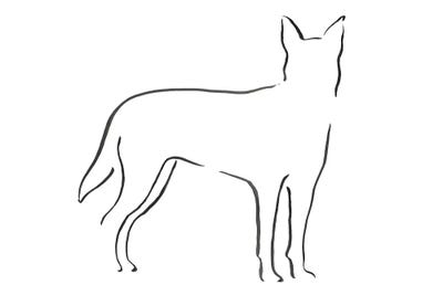 Australian Kelpies