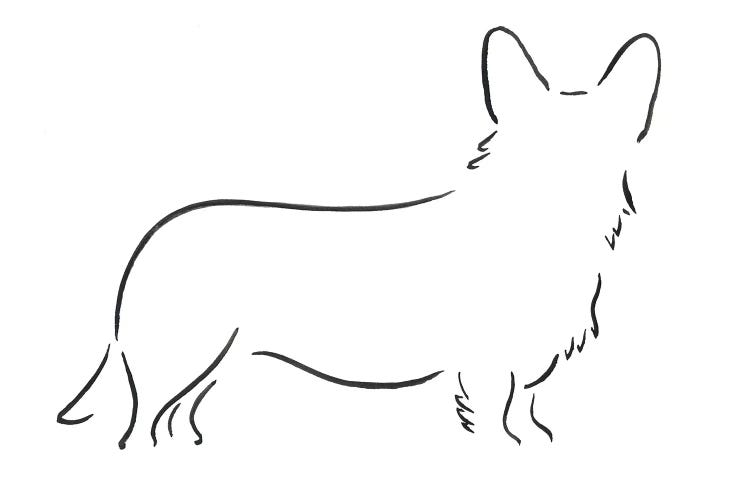 Welsh Corgi