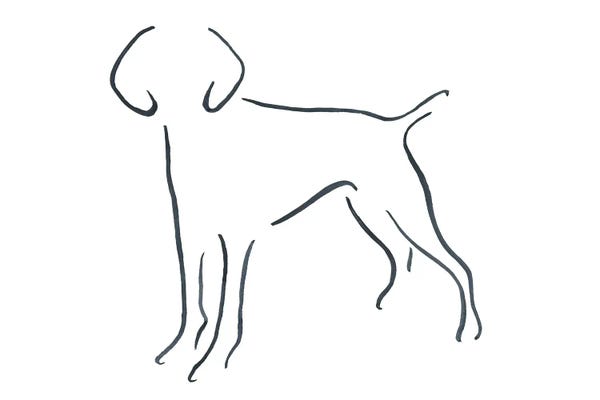 Lesley Bishop: German Short Haired Pointer Facing Forward by Lesley Bishop