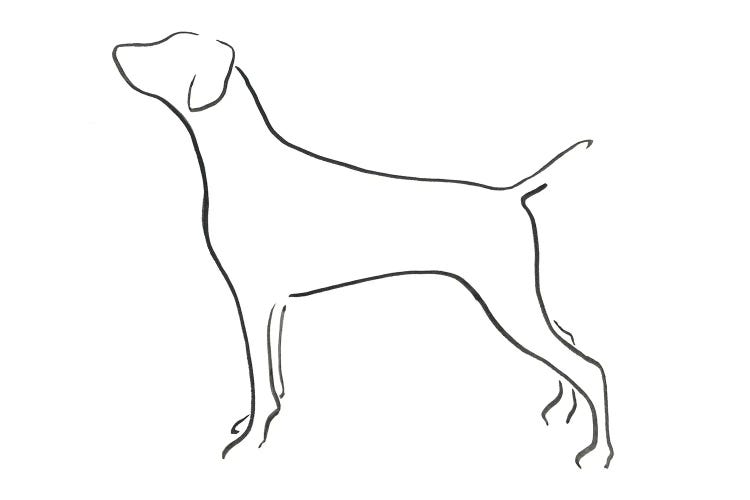 Weimaraner