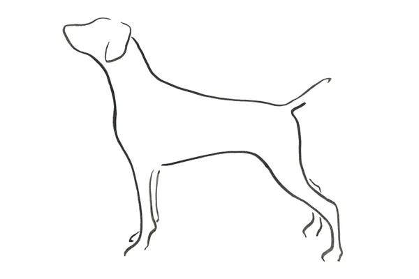 Weimaraners