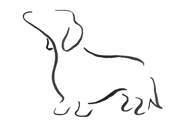 Dachshund