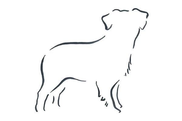 Lesley Bishop: Miniature Australian Shepherd by Lesley Bishop