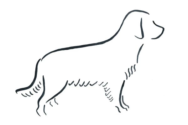 Lesley Bishop: Golden Retriever by Lesley Bishop