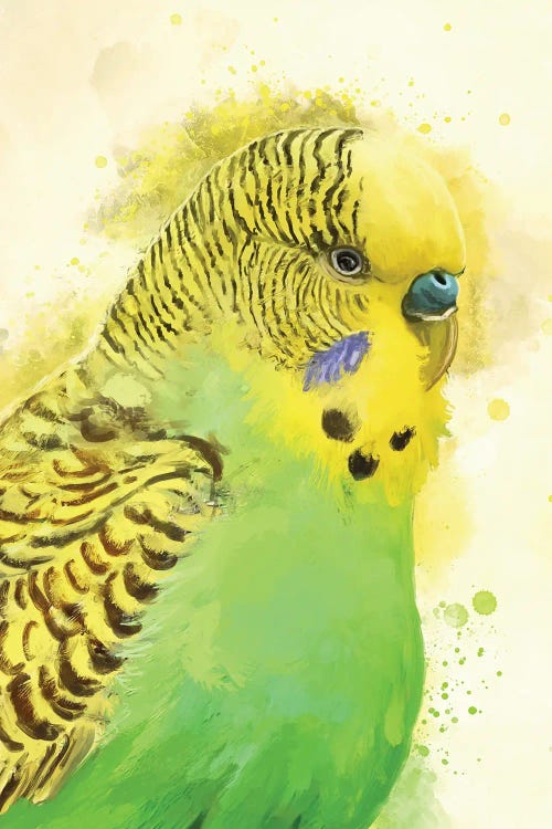 Green Budgie Portrait